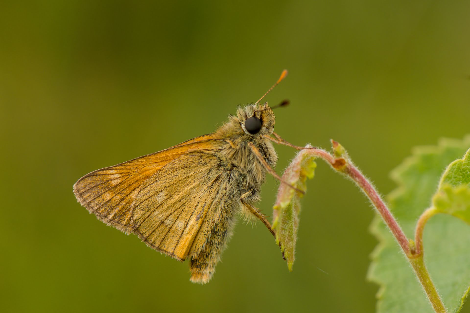 Vloethemveld - nachtvlinder