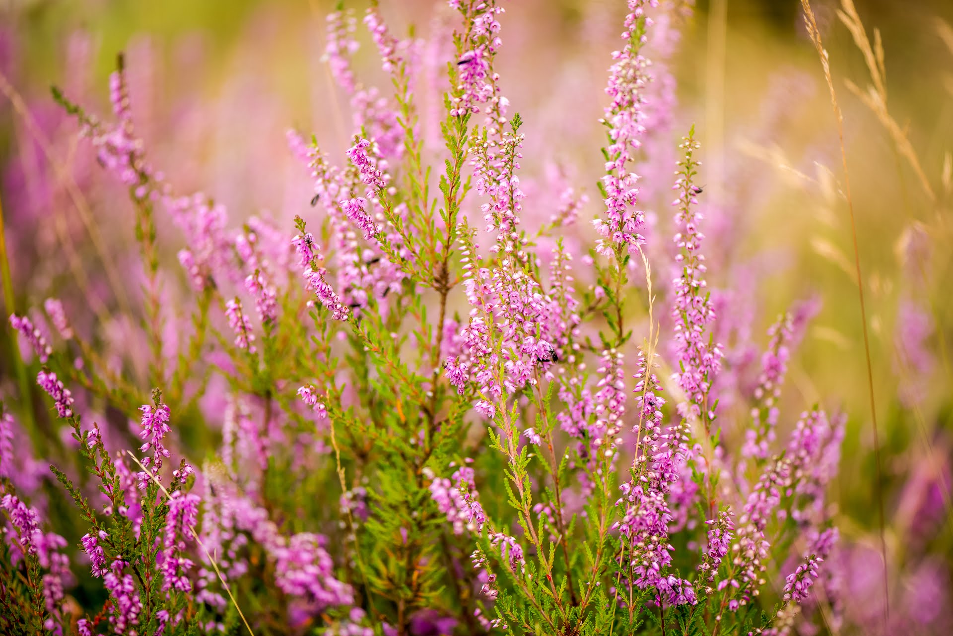 Vloethemveld - planten