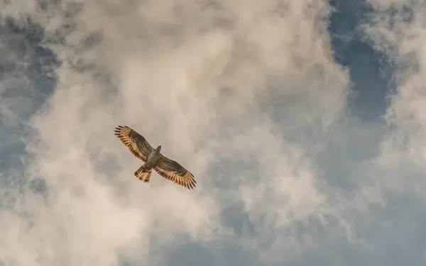 Vloethemveld - Vögel